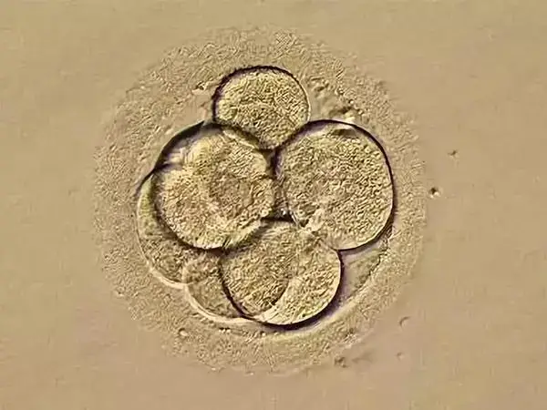 胚胎养不成囊胚的原因是什么(图1)