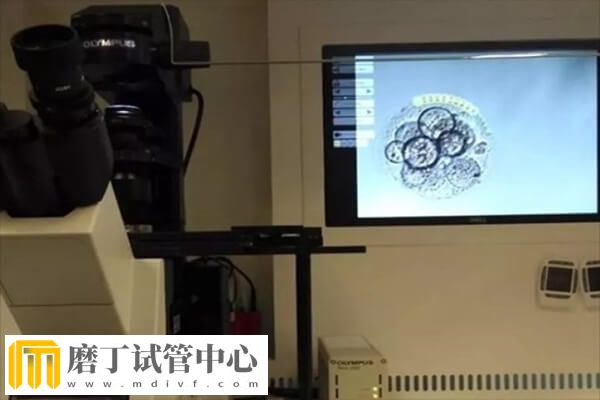 5个受精卵养囊成功2个怎么回事(图1)