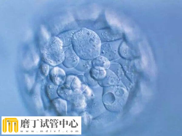 鲜胚6c2和7c2质量怎么样(图2)